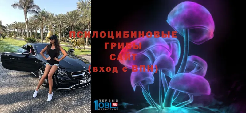 Псилоцибиновые грибы Psilocybe  Ульяновск 